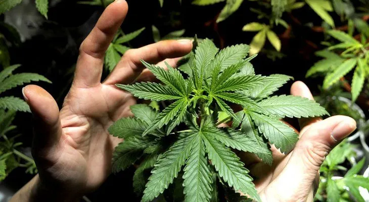 Se cuadruplicó la cantidad de cultivadores de marihuana en Uruguay