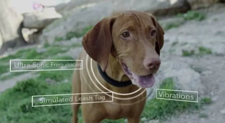 Collar inteligente para entrenar perros