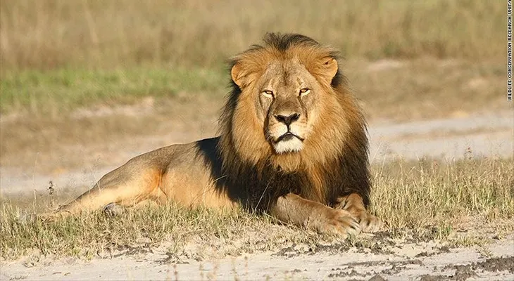 'No tenía idea de que el león era conocido', afirma dentista que mató al león Cecil