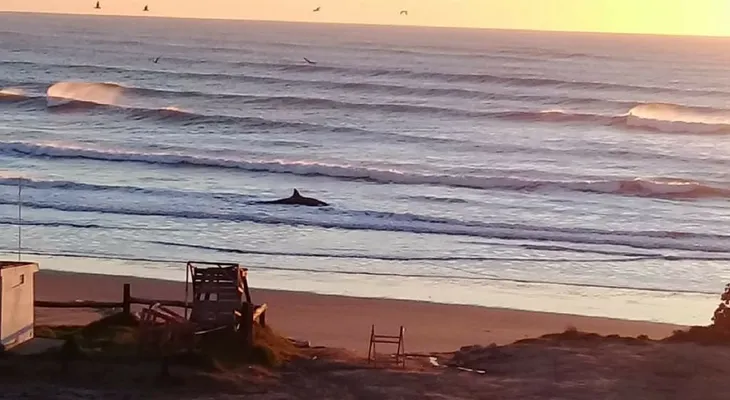 ¿Por qué han varado tantas ballenas en Argentina recientemente?