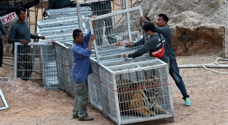 Hallan restos de 40 cachorros en refrigeradores del Templo del tigre; en Tailandia