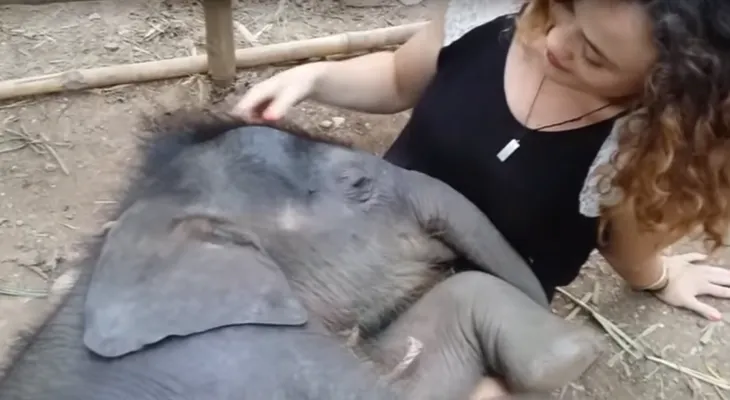 Un bebé elefante duerme a ritmo de canciones de cuna
