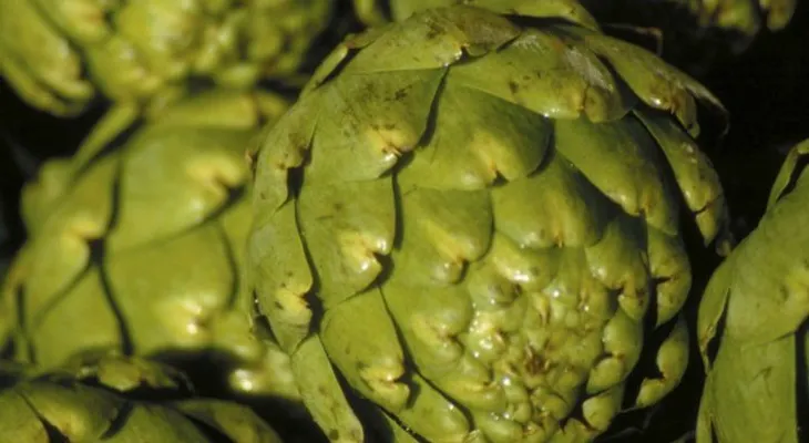 5 alimentos que sí ayudan a reducir la celulitis