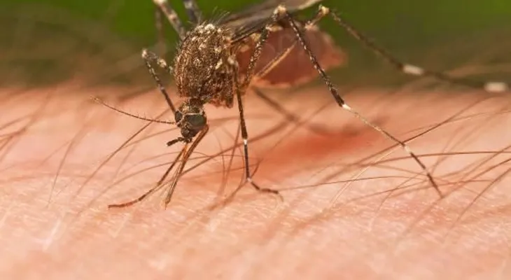 Hallan un hongo que elimina al mosquito transmisor de la fiebre chikungunya y el dengue