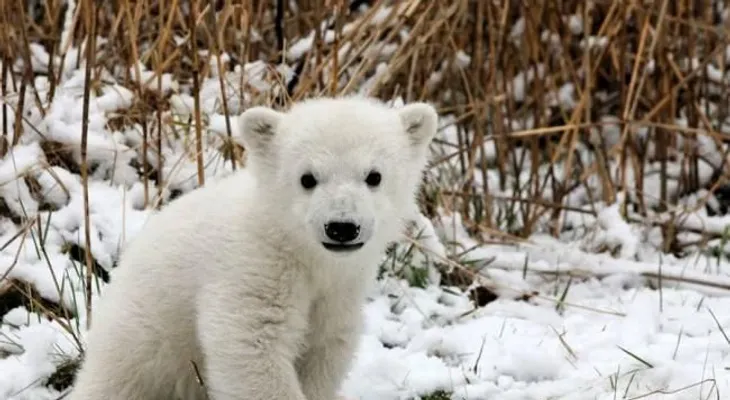 El oso polar Knut sufrió un tipo de encefalitis solo asociada a humanos