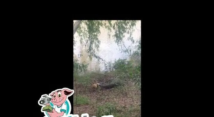 Un cocodrilo se come al perro que lo atormentó durante años (FUERTE VIDEO)