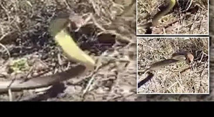 El escalofriante ataque aéreo de una serpiente