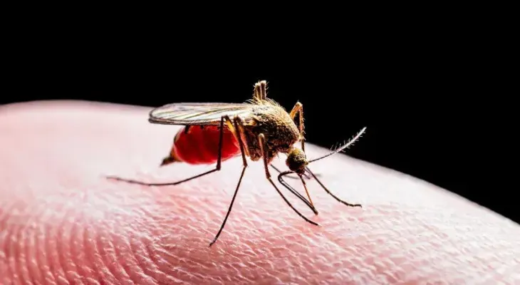 Cambio climático favorece expansión virus del Nilo por Europa
