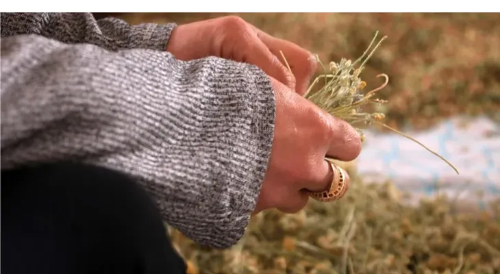 Plantas medicinales ganan protagonismo con fenómeno Hamnet