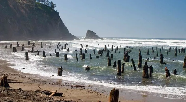 La playa de árboles fantasma que deja perplejos a los turistas en EE.UU. (VIDEO)