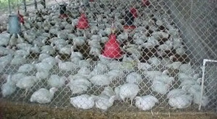 La FAO pide concienciar más a los productores sobre resistencia a fármacos