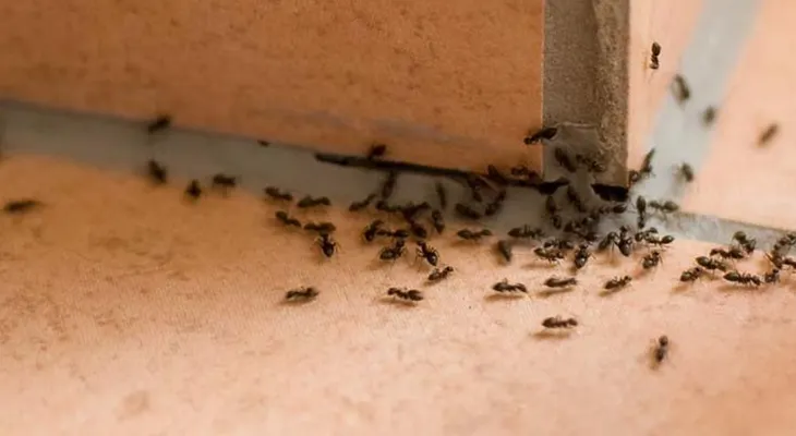Remedios imperdibles para alejar los insectos de la casa