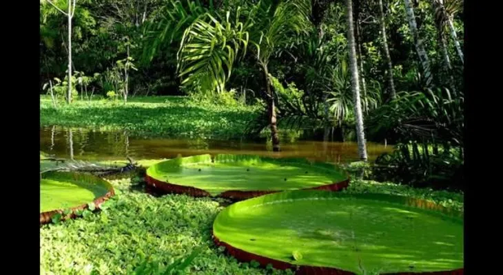 Brasil: disminuye 18% deforestación en Amazonia 