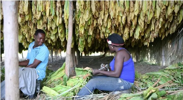 Cosecheros de tabaco temen desaparecer 