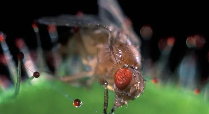 Iluminan el cerebro de una mosca para darle un vistazo al pasado