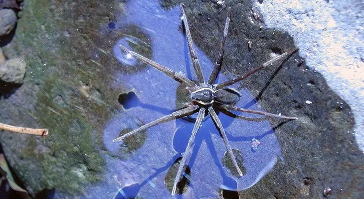 Encuentran una extraoridinaria araña que se alimenta de sapos gigantes