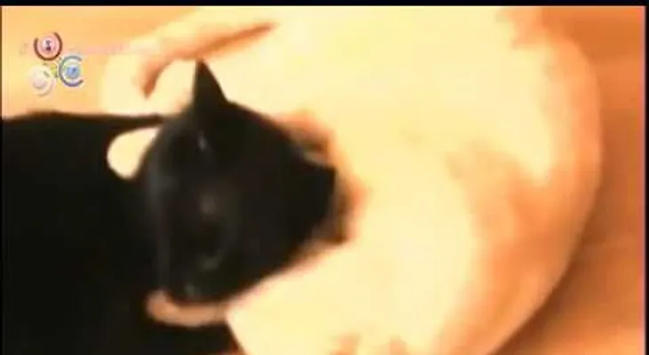 Lo que le sacaron a esta mujer de su parte por dormir con su gato (VIDEO)