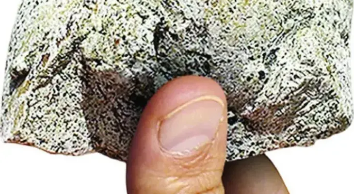 Ámbar gris de cachalotes, un producto animal más cotizado que el oro