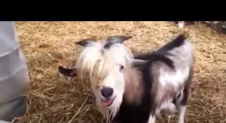Video: Chivo "cacarea" como una gallina 