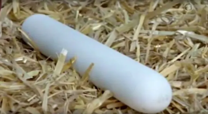 Aunque piense que no, estos huevos fueron puestos por gallinas