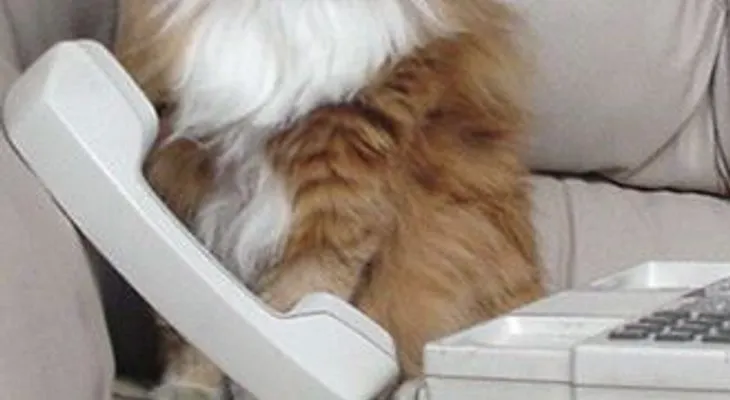 Gato llama al número de emergencias 999