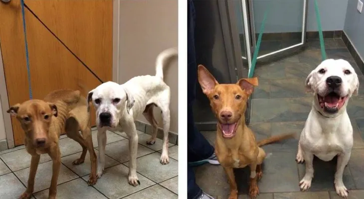 La asombrosa transformación de Emmy y Oscar