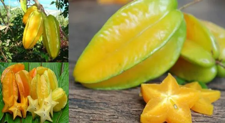 Fruta desconocida con enormes propiedades, mejora la visión, elimina parásitos, dolor de cabeza...