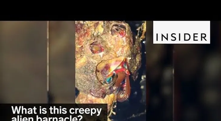 Una extraña criatura impresiona a los biólogos  (VIDEO)