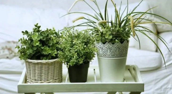 5 plantas para dormir mejor y que puedes tener en tu habitación
