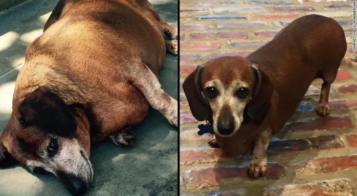 Vincent, el perro obeso, ya logró perder la mitad de su peso