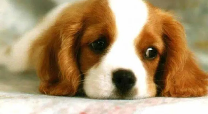 Prácticos tips para que tu perrito no sufra por los fuegos artificiales