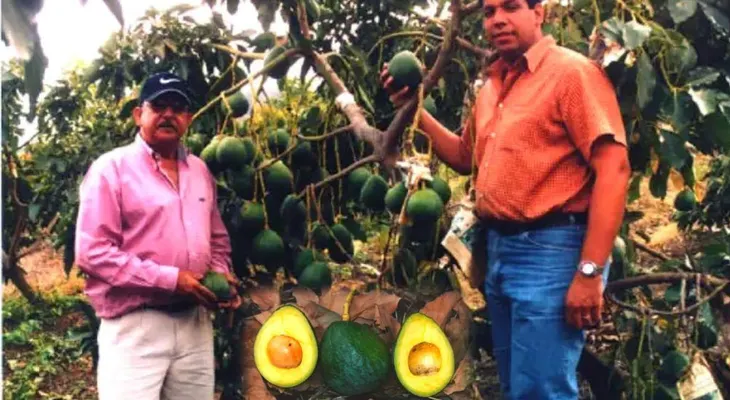Productor dominicano de aguacates gana demanda a empresa clonaba variedad Carla