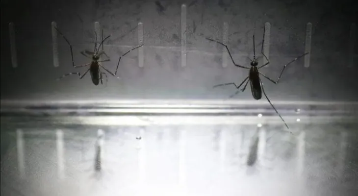 Panamá teme que surgirá brote explosivo de chikunguña pero no sabe cuándo