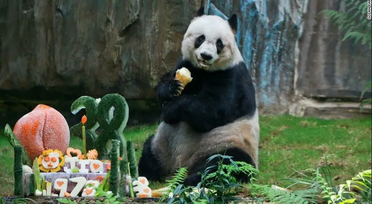 Muere la panda más longeva del mundo en Hong Kong