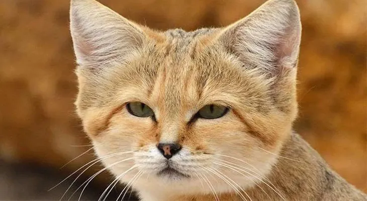 La extraña raza de gatos que nadie puede domesticar
