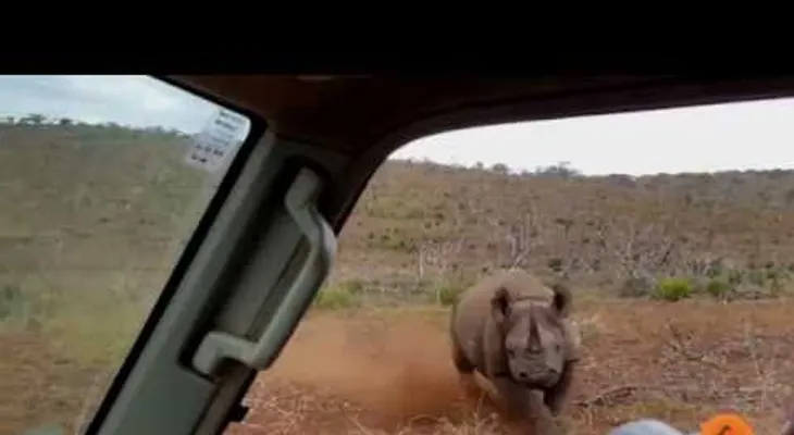 ¡Dije que no quiero fotos! Un furioso rinoceronte ataca a turistas