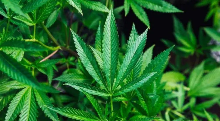 Enfermos crónicos en Perú reclaman legalizar autocultivo de cannabis