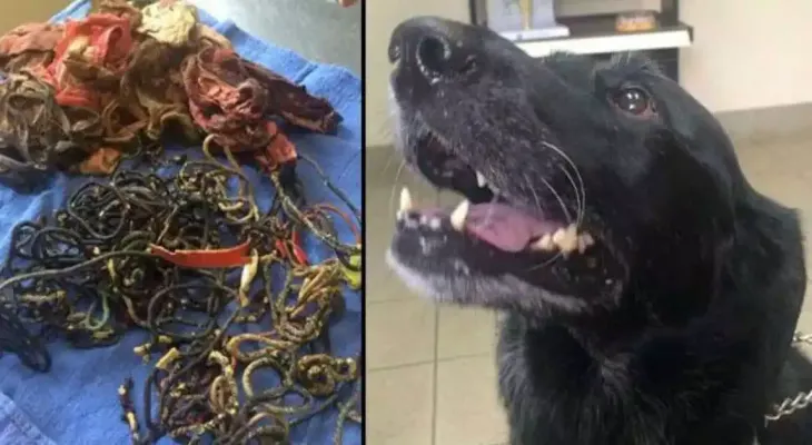Hallan ocho calzoncillos dentro de perro durante cirugía 