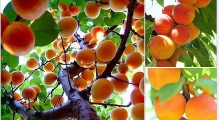 El cáncer es solo falta de vitamina B17 y se cura comiendo 15 semillas de durazno (albaricoque o amigdalina)