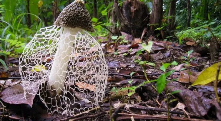 Los 10 hongos más extraños y bellos del mundo