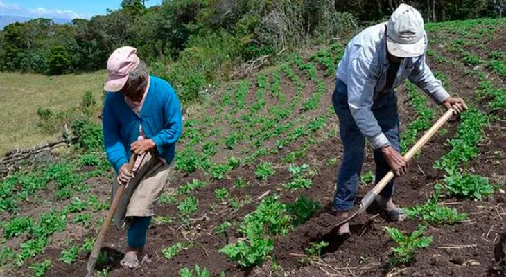 La pandemia empeorará la calidad de la alimentación mundial, según FAO y OCDE