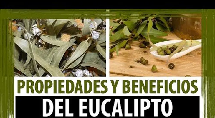 Conoce el Eucalipto; propiedades y beneficios (VIDEO) 