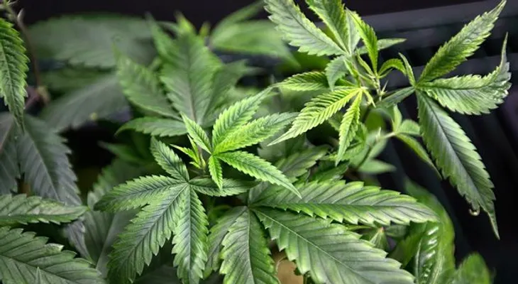 Revelan cómo la marihuana detiene el cancer