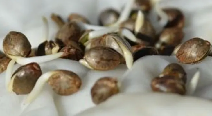 El cáñamo: una de las plantas más beneficiosas para el ser humano.