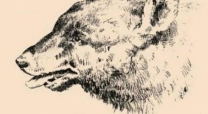 ¿Hay un hombre oculto en el perro?