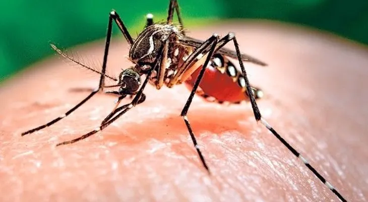 Por Zika 134 bebés de Brasil nacen con hidrocefalia