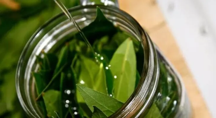 Efectivos remedios para mejorar su salud respiratoria con laurel (Laurus nobilis L.) 