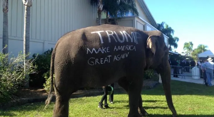 Usan una elefanta para mostrar apoyo a Donald Trump en Florida