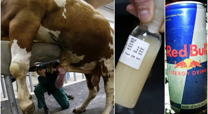 ¿Seguro no sabías que las bebidas energizantes se hacen con SEMEN Y ORINA DE TORO?
