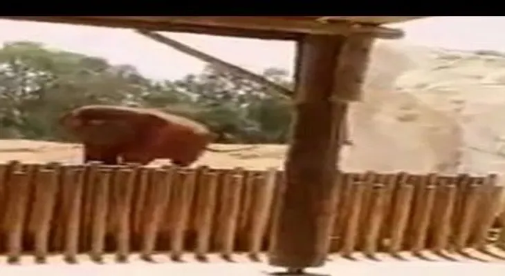 FUERTES IMÁGENES: Un elefante mata a una niña de 7 años  (VIDEO)